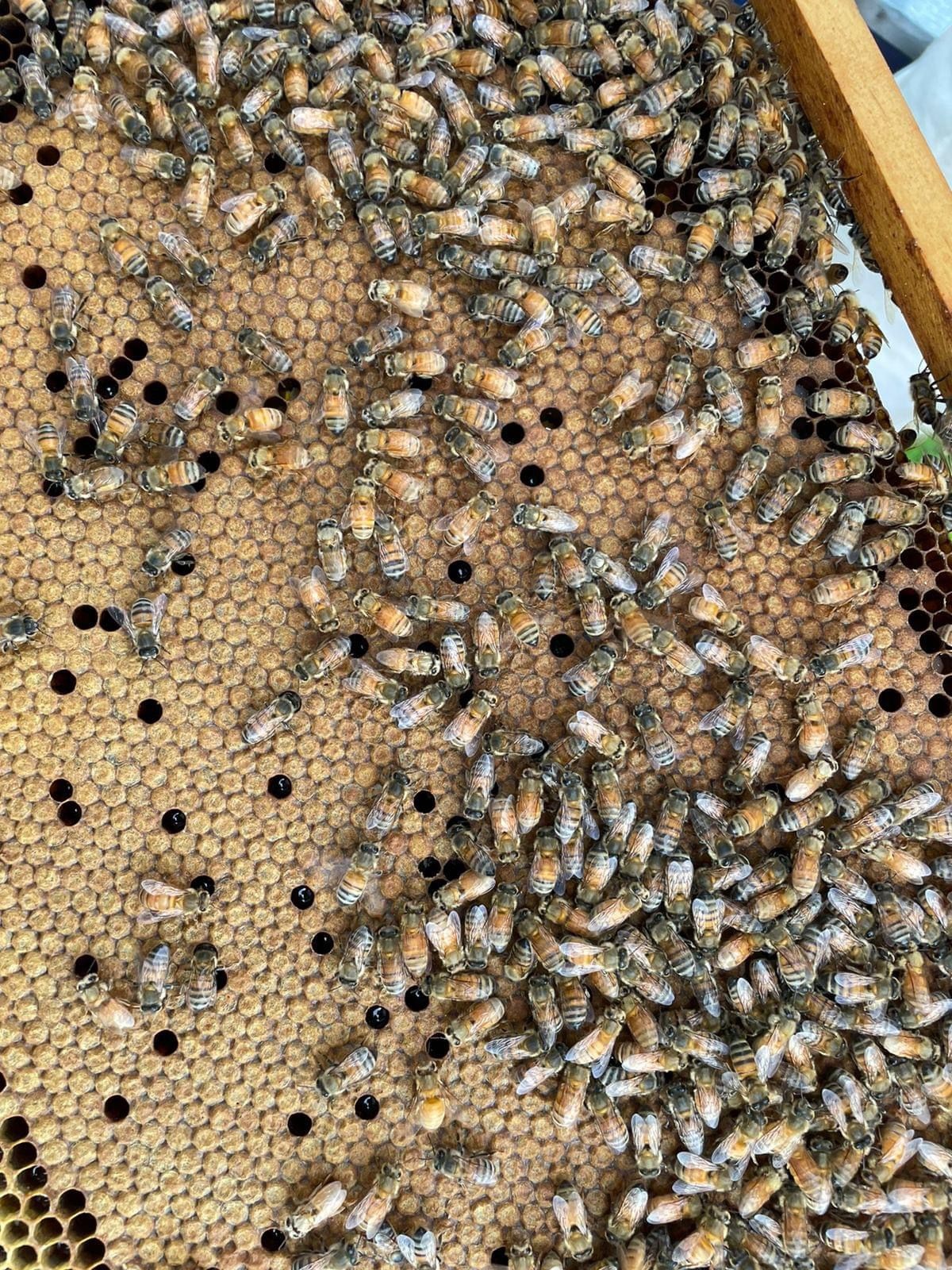 Panal con abejas